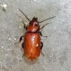 Physea setosa