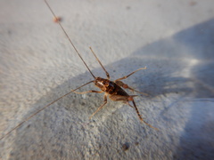 Ceuthophilus maculatus