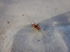 Ceuthophilus maculatus