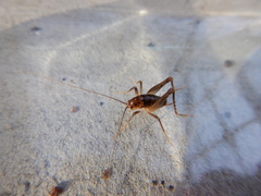 Ceuthophilus maculatus