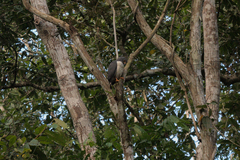 Leucopternis semiplumbeus