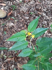 Corchorus cunninghamii