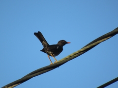 Turdus aurantius