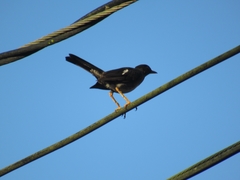Turdus aurantius