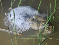 Pleurodema nebulosum