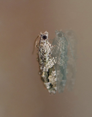 Proteoteras crescentana