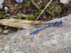 Argia medullaris