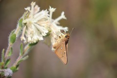 Hesperilla trimaculata