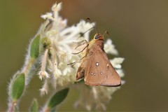 Hesperilla trimaculata