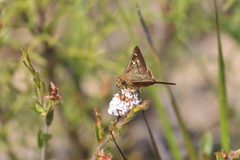 Hesperilla trimaculata