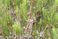 Allocasuarina monilifera