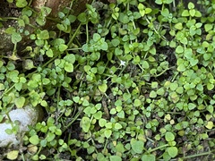 Peperomia pellucida