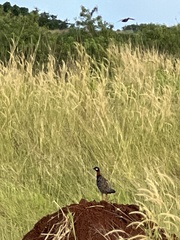 Francolinus francolinus