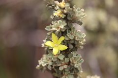 Asterolasia phebalioides