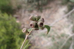 Eucalyptus nitida