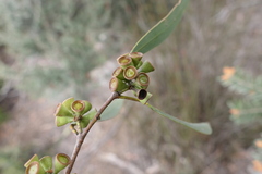 Eucalyptus nitida