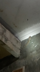 Gekko gecko