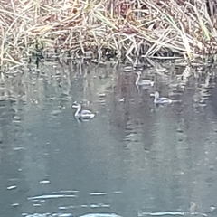 Podilymbus podiceps podiceps