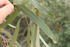 Eucalyptus nitida