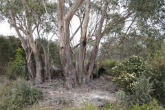 Eucalyptus nitida