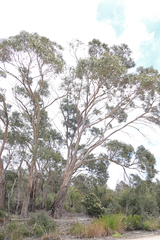 Eucalyptus nitida