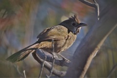 Psophodes nigrogularis lashmari