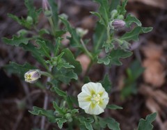 Chamaesaracha edwardsiana