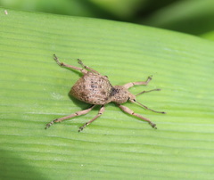 Leptopius tetraphysodes