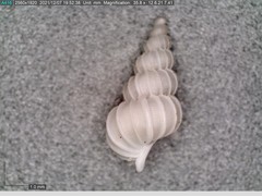 Epitonium matthewsae