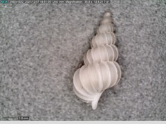 Epitonium matthewsae