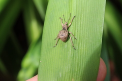Leptopius tetraphysodes