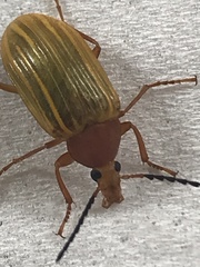 Alleculinae
