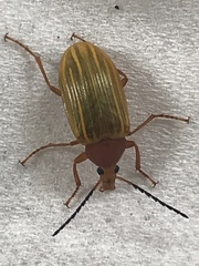 Alleculinae