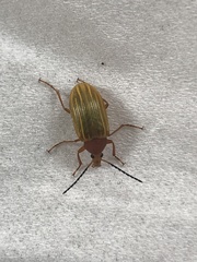 Alleculinae