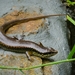 Brown Forest Skink - Photo (c) John Clough, some rights reserved (CC BY-NC), uploaded by John Clough