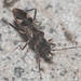 One-spotted Seed Bug - Photo (c) Liu JimFood, some rights reserved (CC BY-NC), uploaded by Liu JimFood