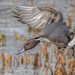 Mallards, Pintails, and Allies - Photo (c) bwood708, some rights reserved (CC BY-NC), uploaded by bwood708