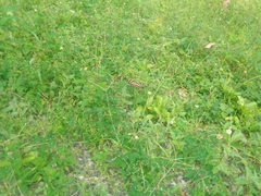 Heliconius charithonia