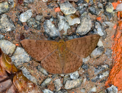 Emesis ocypore zelotes