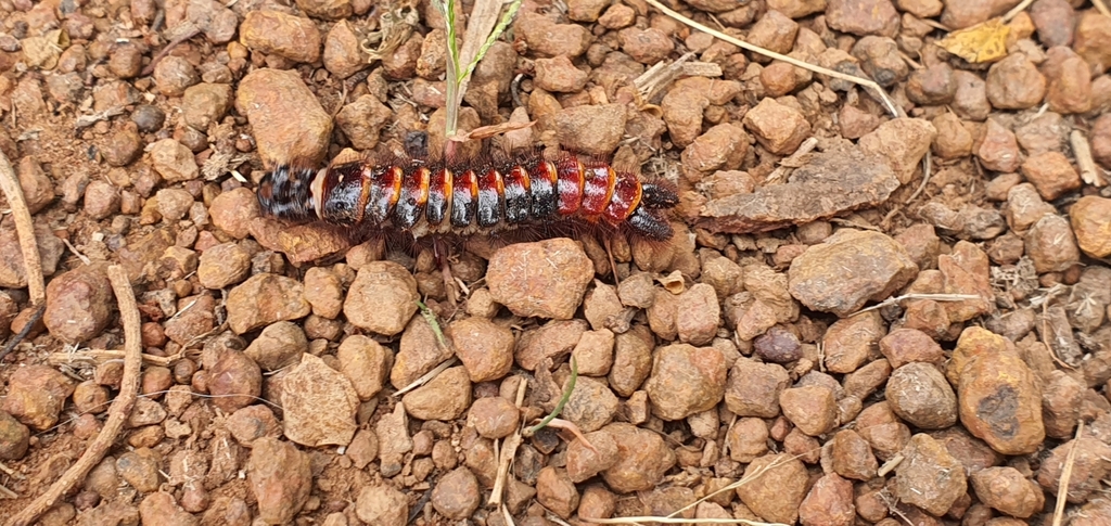 Six-spot ground beetle