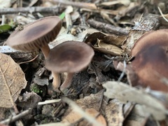 Agaricales
