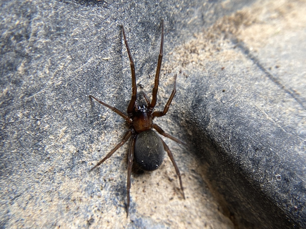 South American Toothed Hacklemesh Weaver From Betka Rd, Pine Island, Tx 