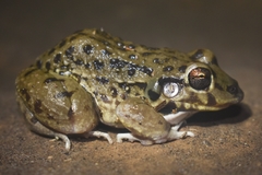 Leptodactylus bufonius