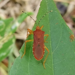 Anasa bellator