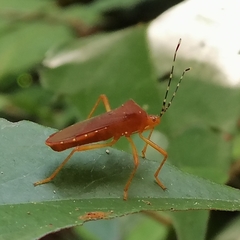 Anasa bellator
