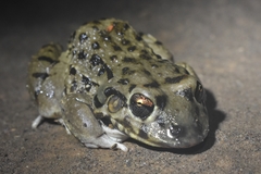 Leptodactylus bufonius