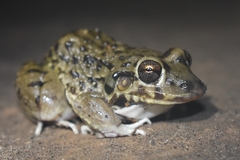 Leptodactylus bufonius