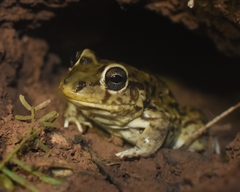 Leptodactylus bufonius