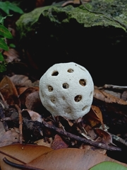 Clathrus roseovolvatus