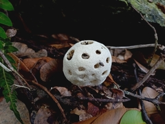 Clathrus roseovolvatus